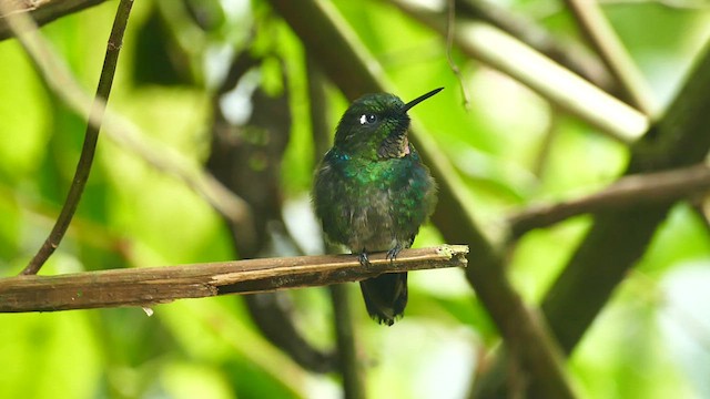 Colibrí Turmalina - ML609559011