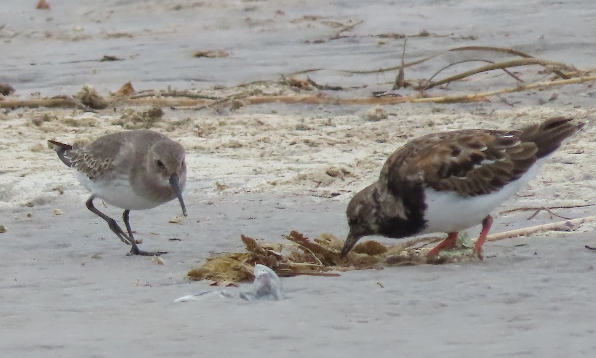 Ruddy Turnstone - ML609559026