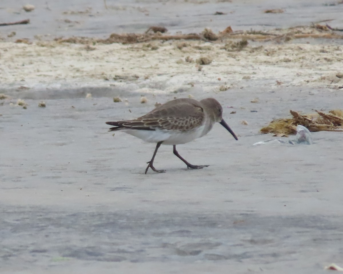 Dunlin - Karen Hogan