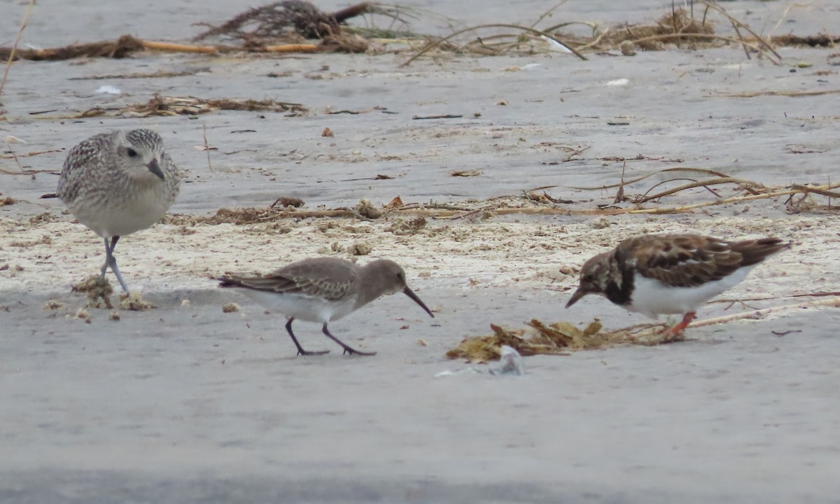 Dunlin - Karen Hogan