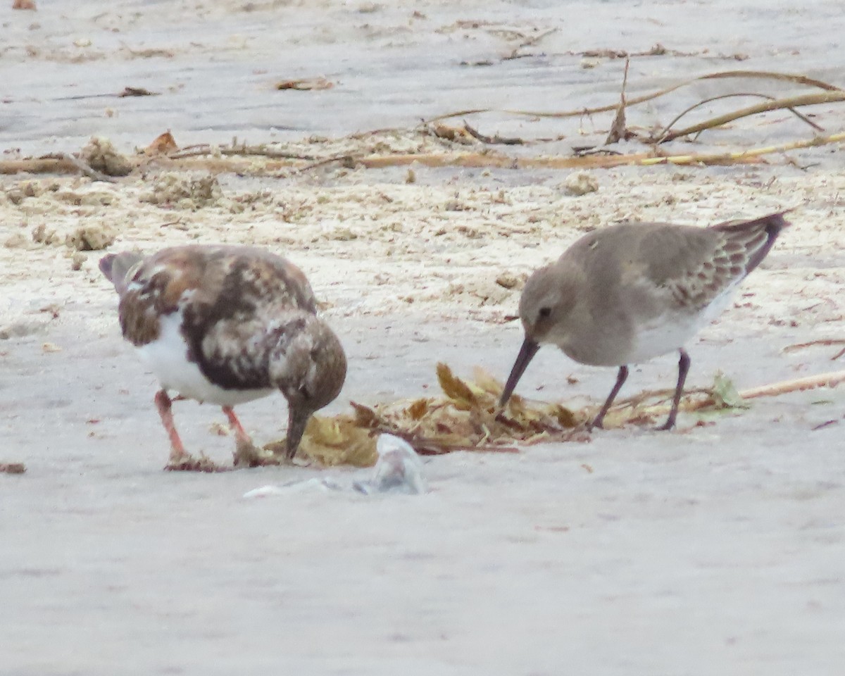 Dunlin - Karen Hogan