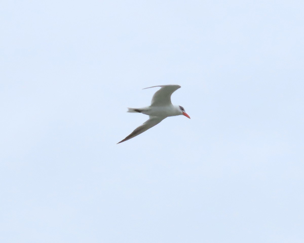 Caspian Tern - Karen Hogan