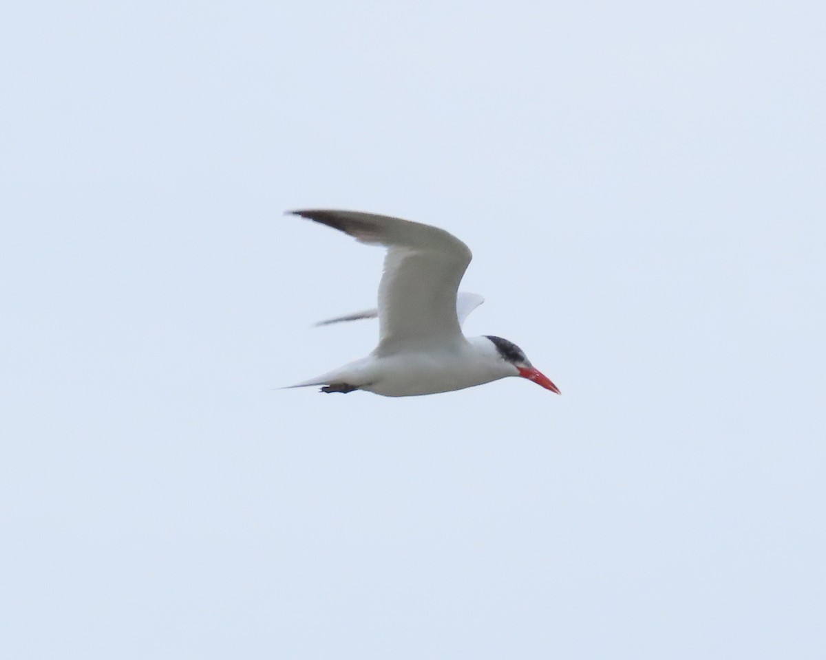 Caspian Tern - ML609559065