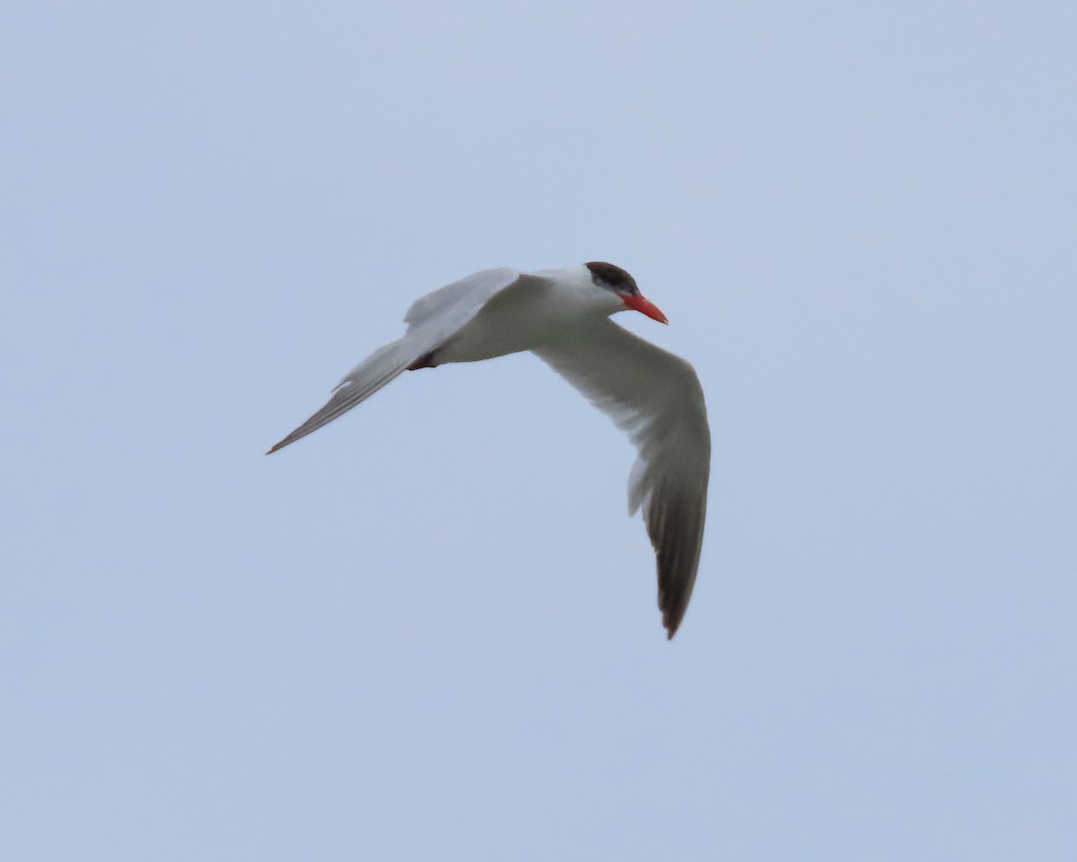 Caspian Tern - ML609559070