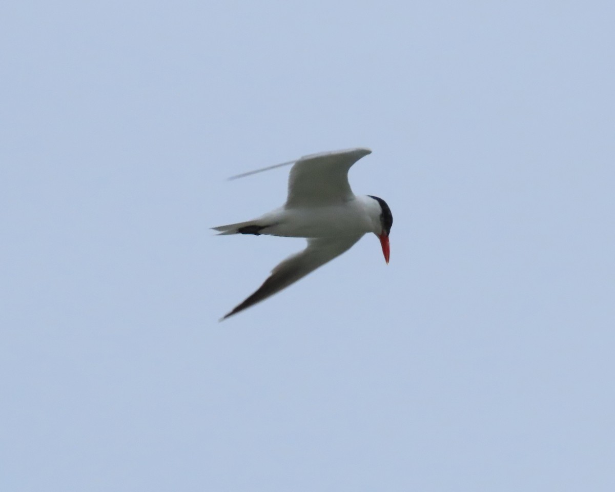 Caspian Tern - Karen Hogan