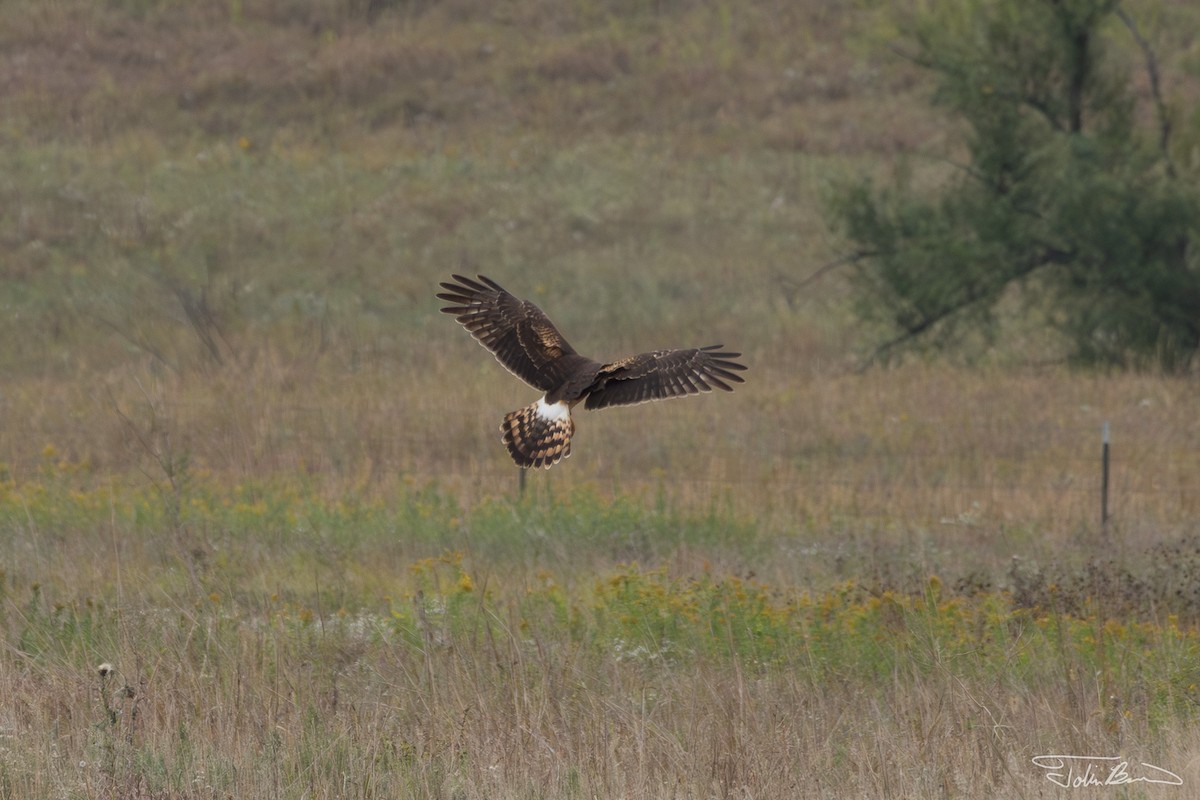 Northern Harrier - Tobin Brown