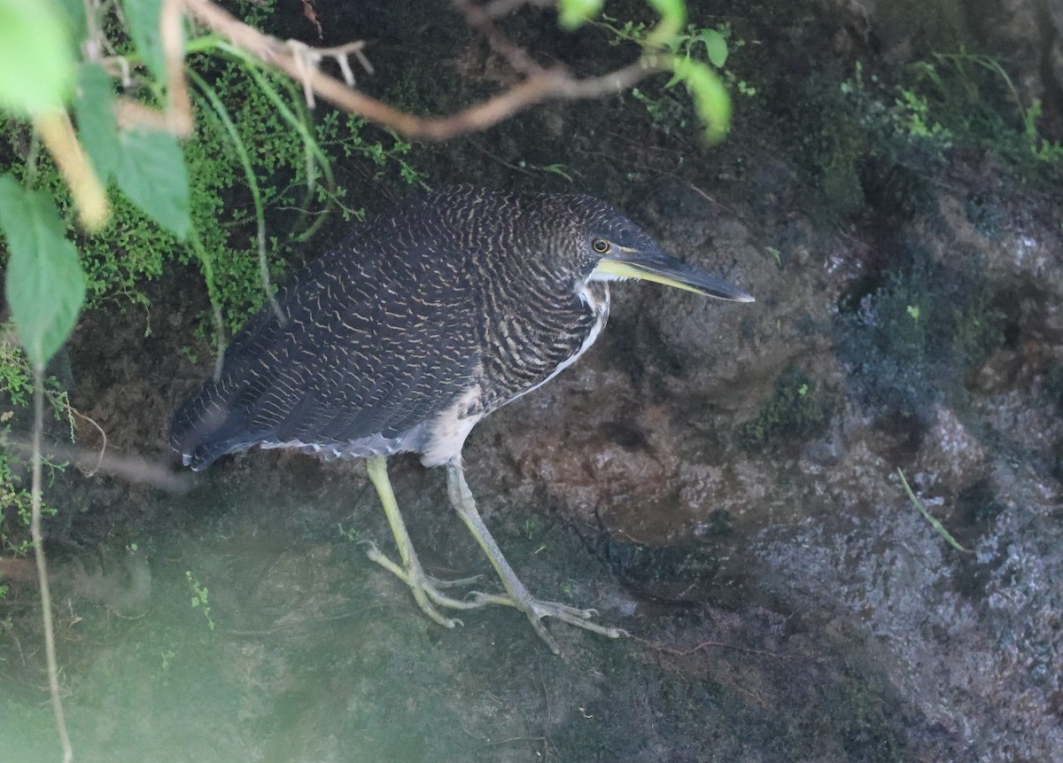 Fasciated Tiger-Heron - Max Khoo