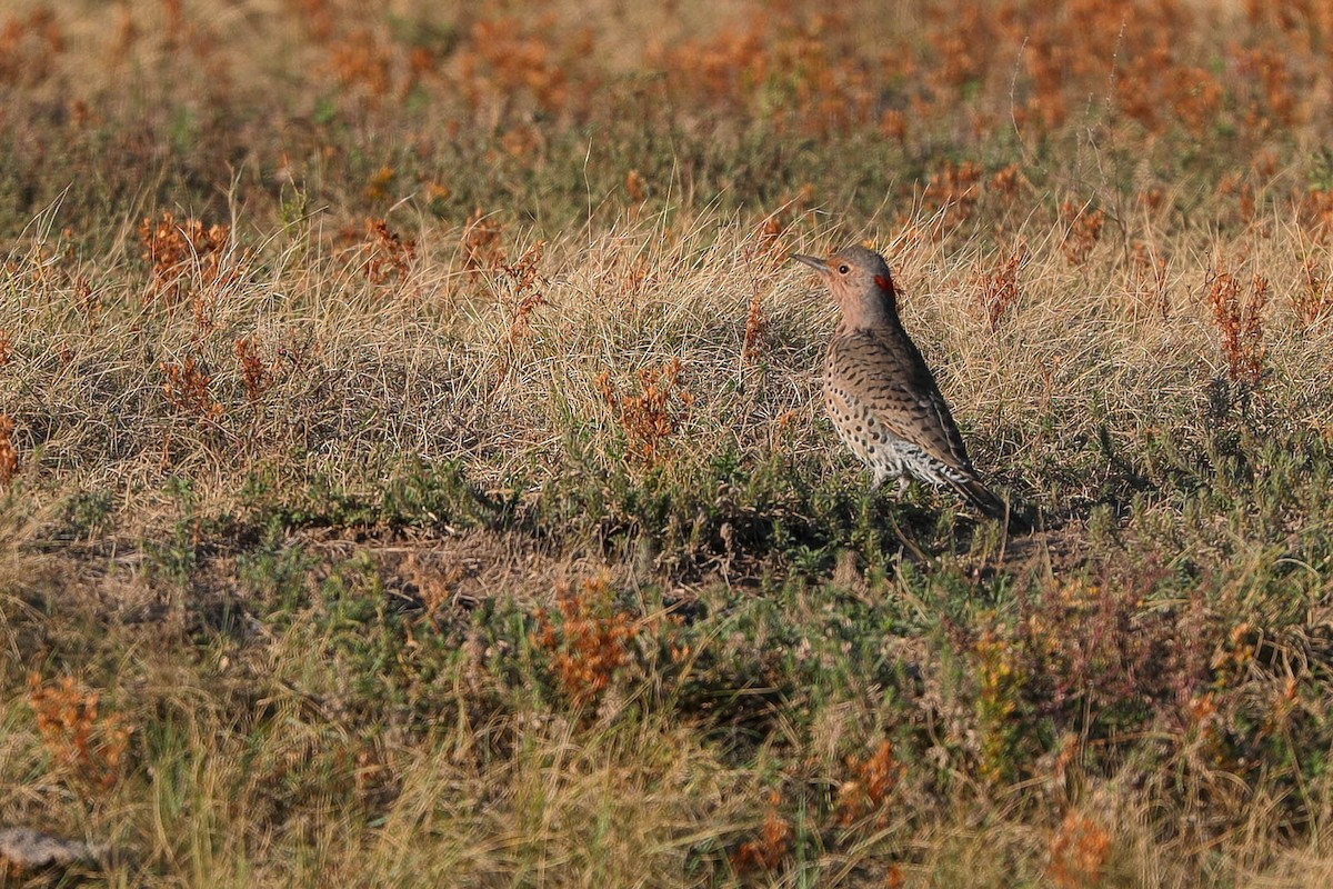 Northern Flicker - Gregory Starling