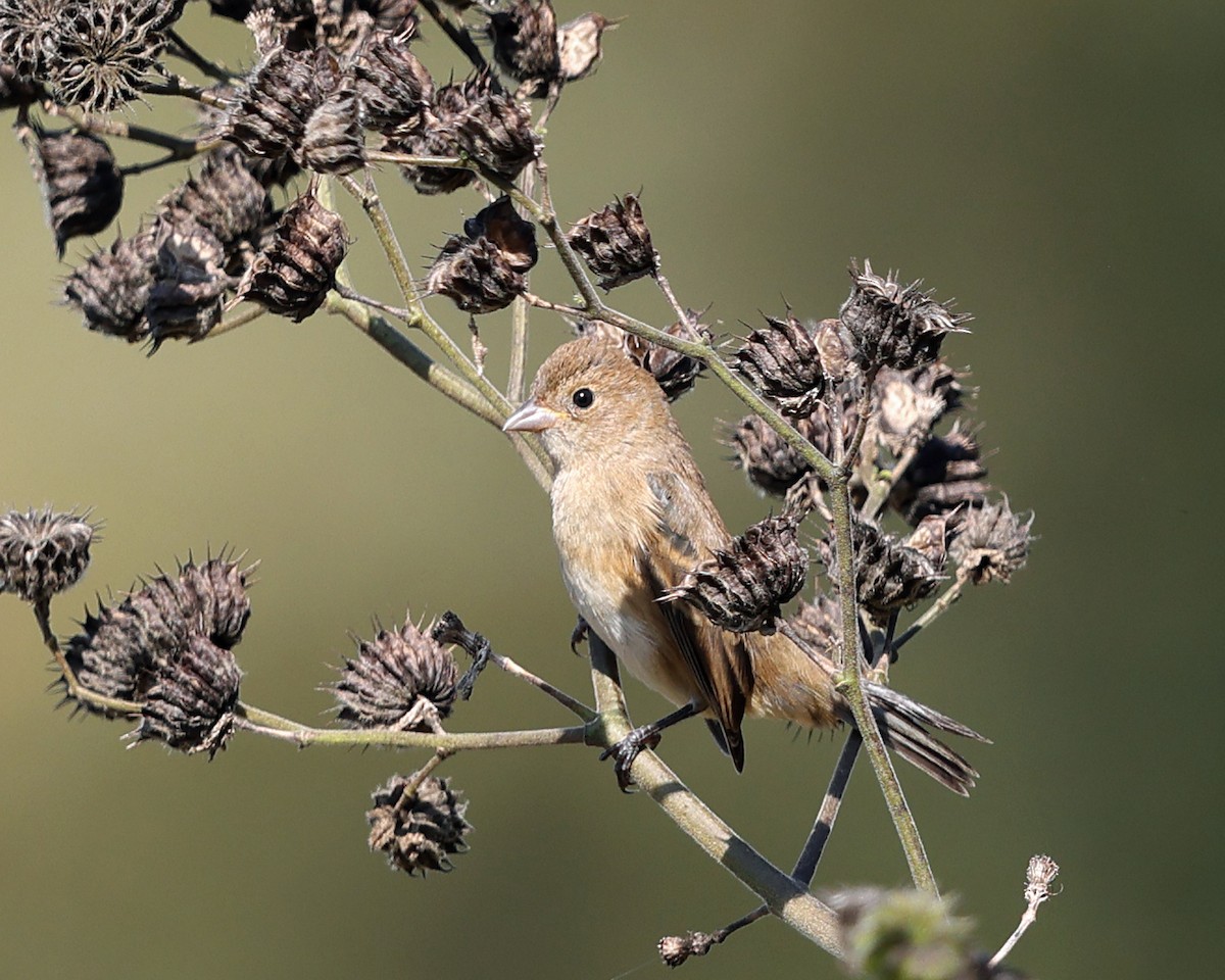 Indigo Bunting - Tom Murray