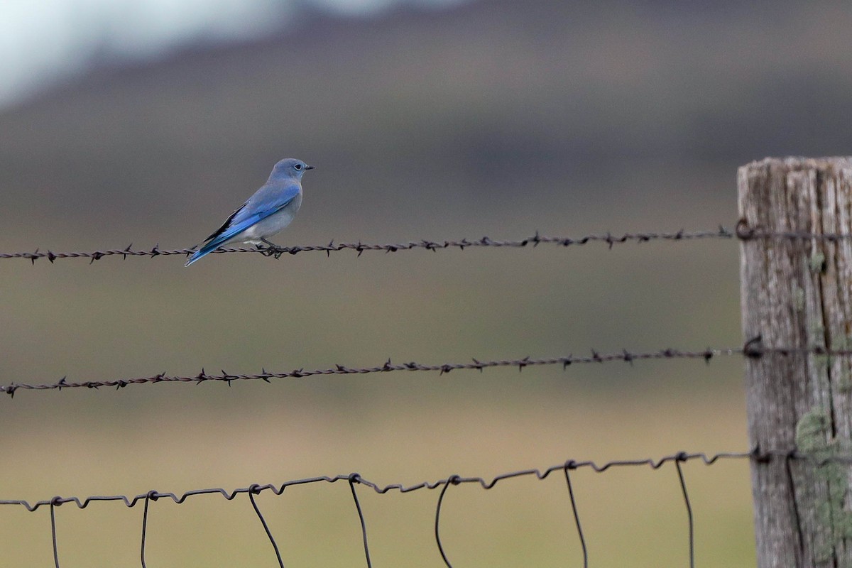 Mountain Bluebird - Gregory Starling