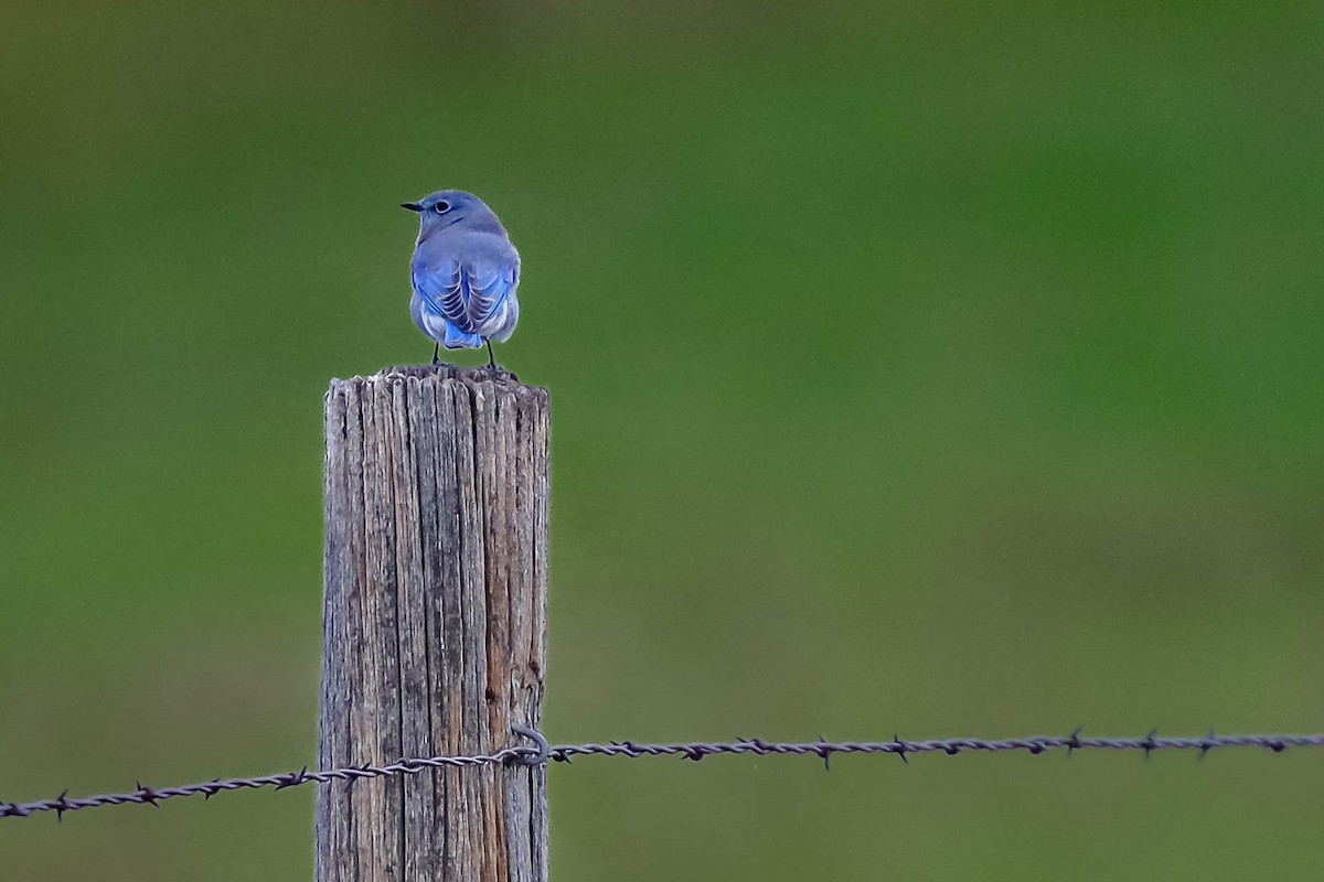 Mountain Bluebird - Gregory Starling