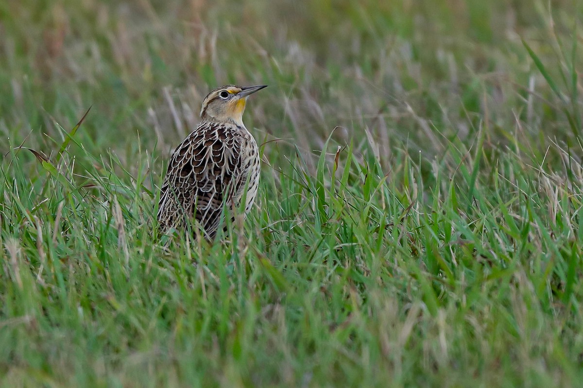 Western Meadowlark - ML609559313