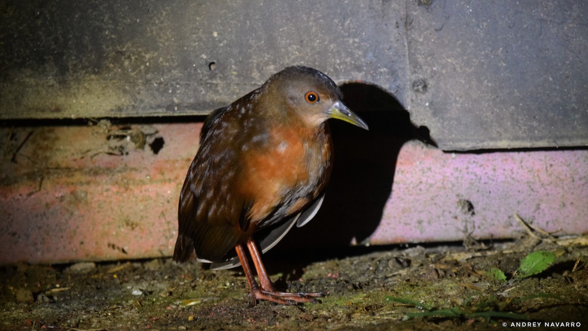 Uniform Crake - Andrey Navarro Brenes