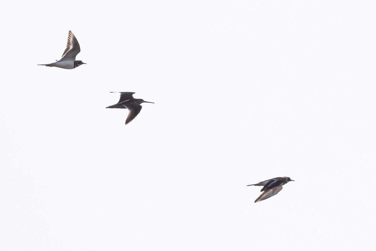 Short-billed Dowitcher - ML609559344