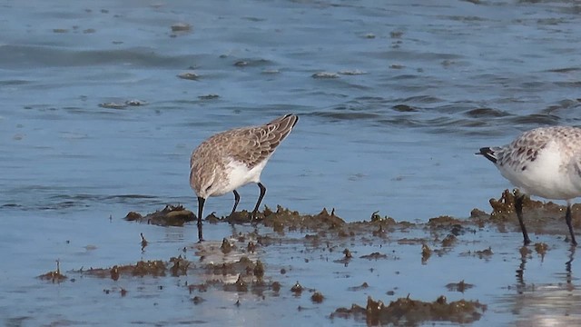 Bergstrandläufer - ML609559380