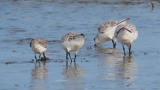 Sanderling - ML609559383