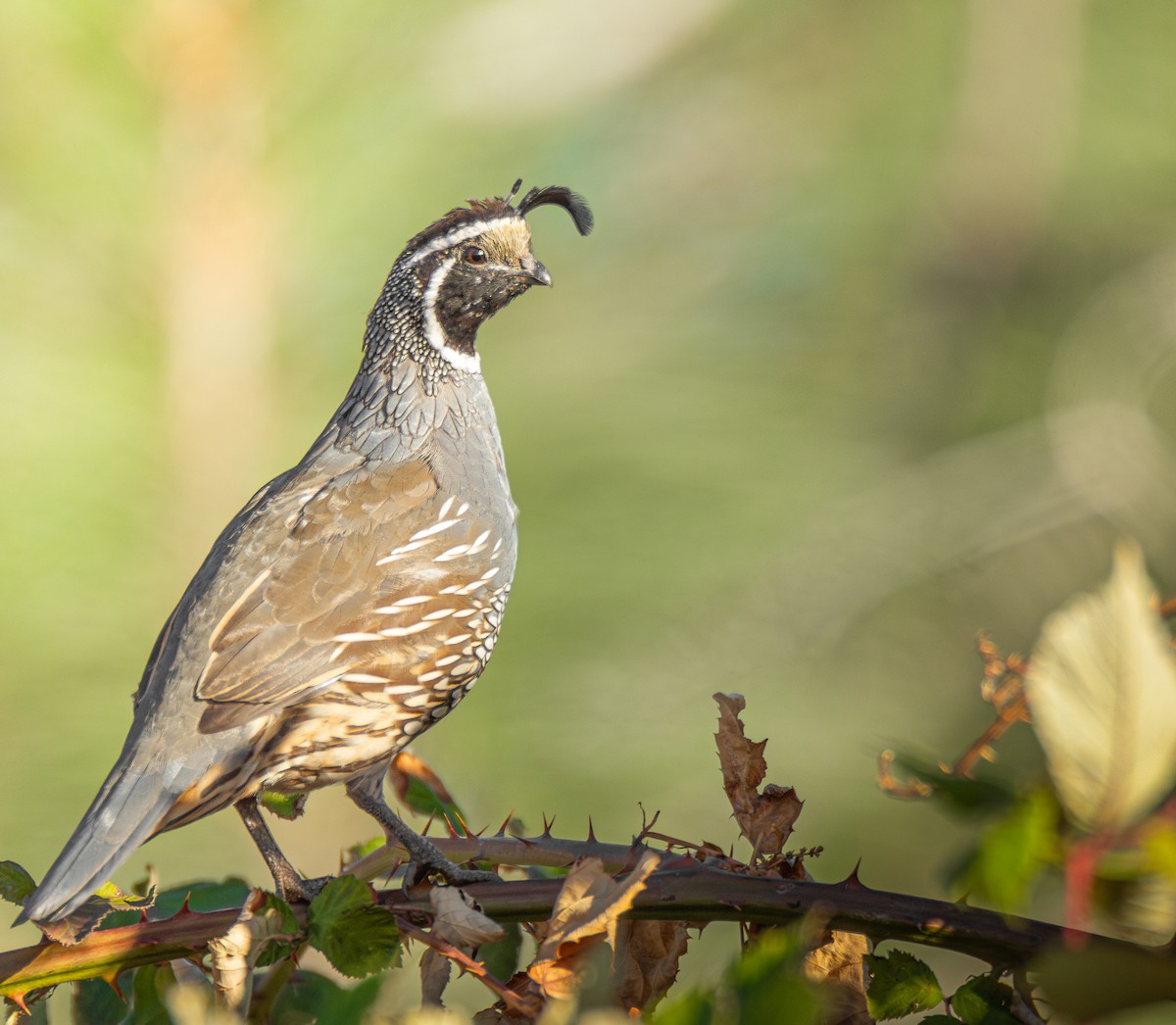 California Quail - ML609559385