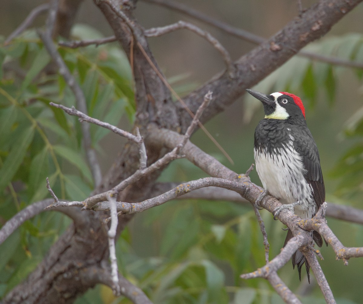 Acorn Woodpecker - ML609559437