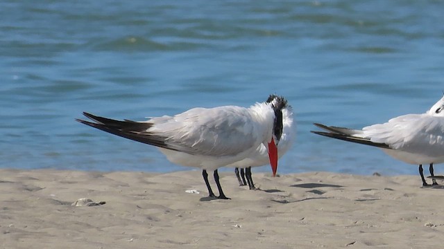 Caspian Tern - ML609559455