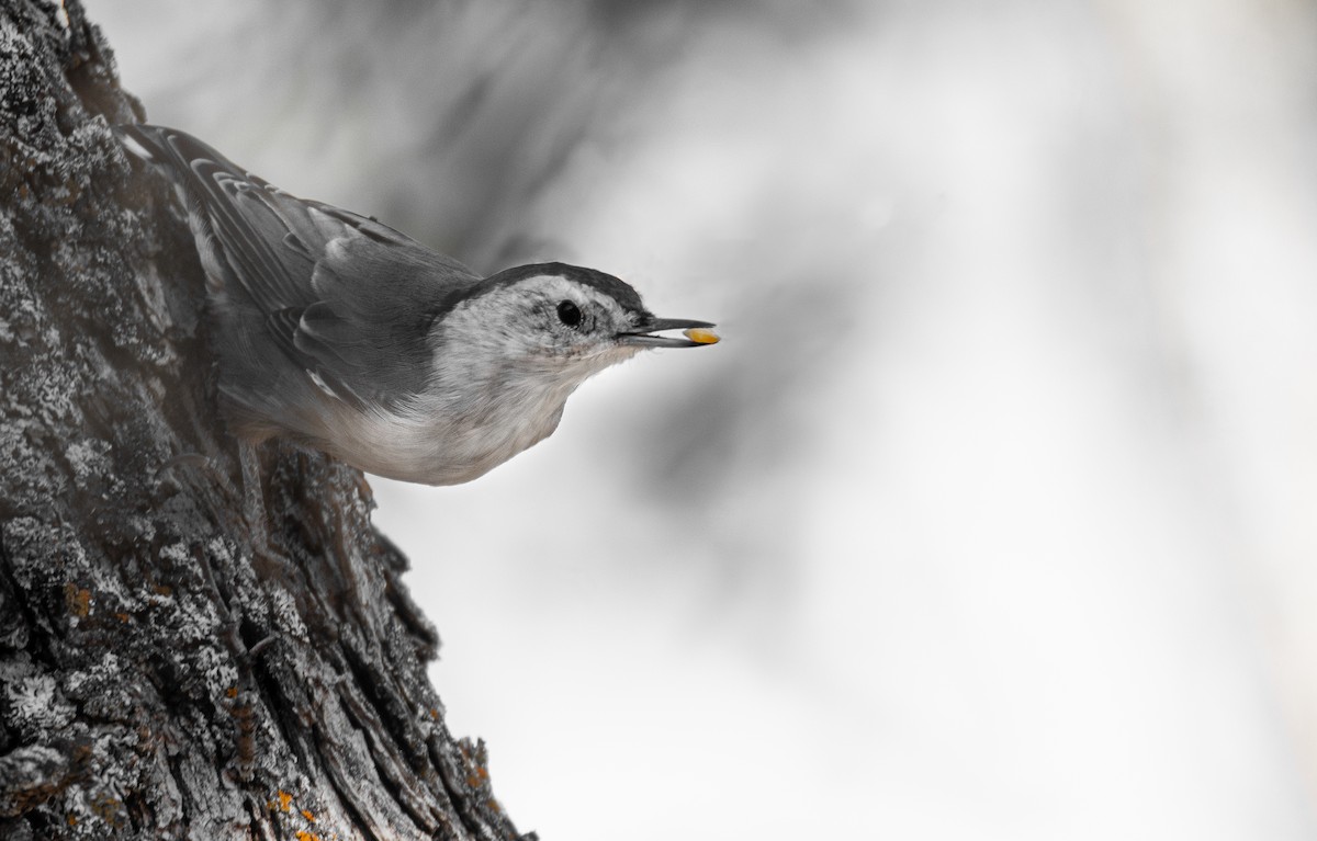 White-breasted Nuthatch - ML609559463