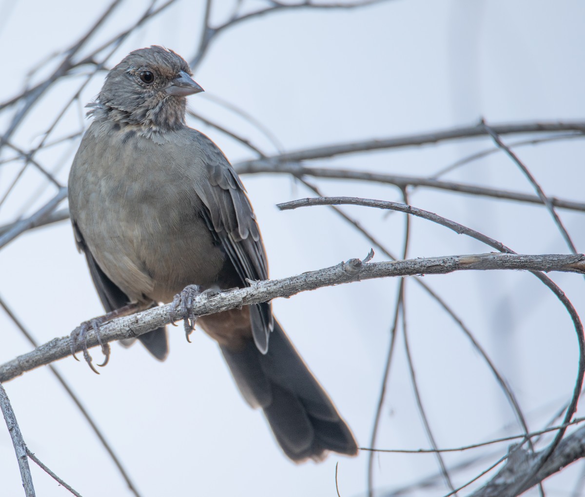 California Towhee - Anant Dev