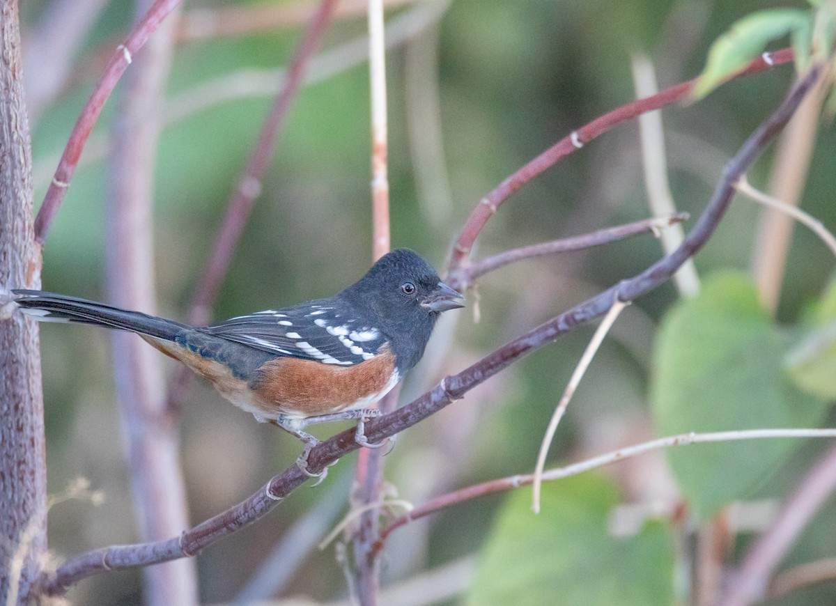 Spotted Towhee - ML609559486