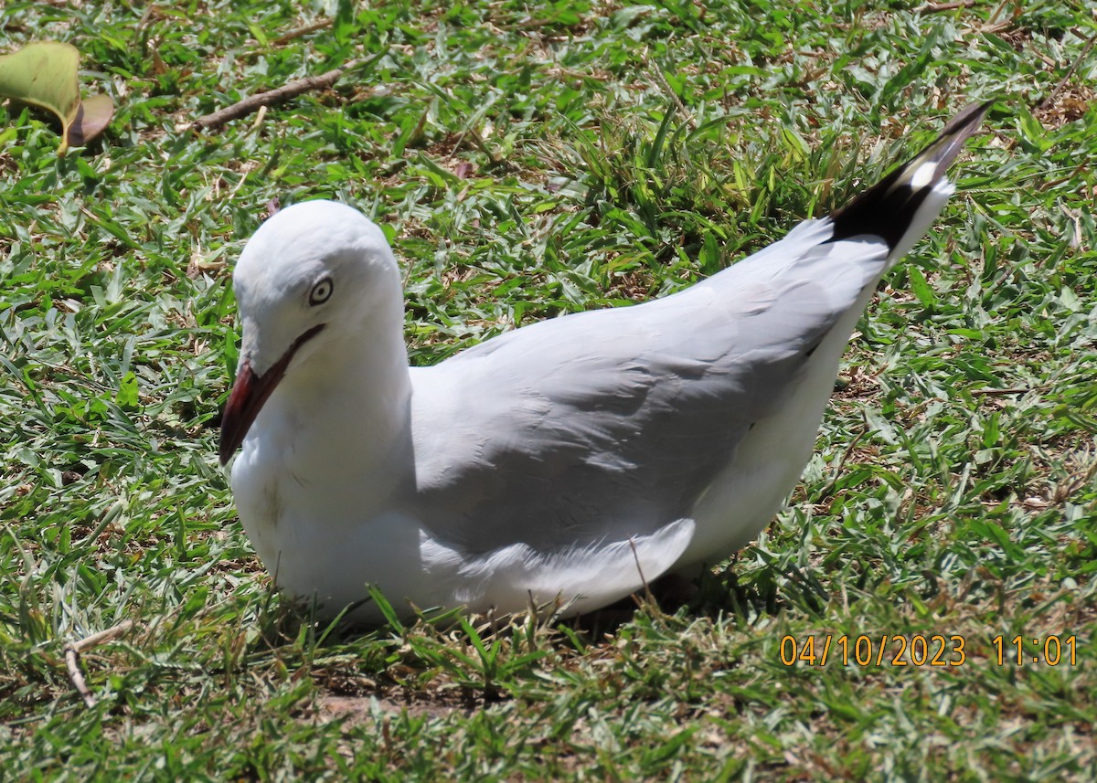 Silver Gull - ML609559539