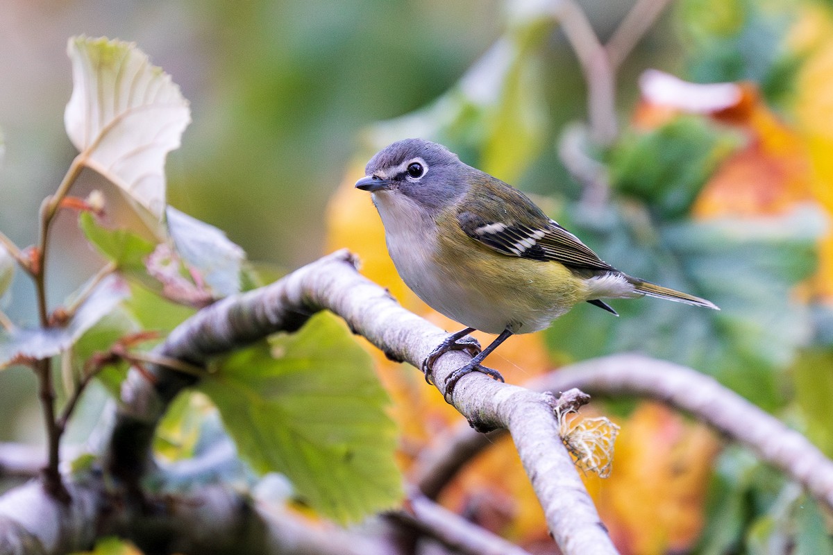 Blue-headed Vireo - ML609559578