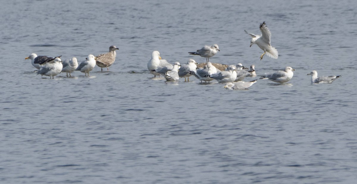 Lesser Black-backed Gull - ML609559683