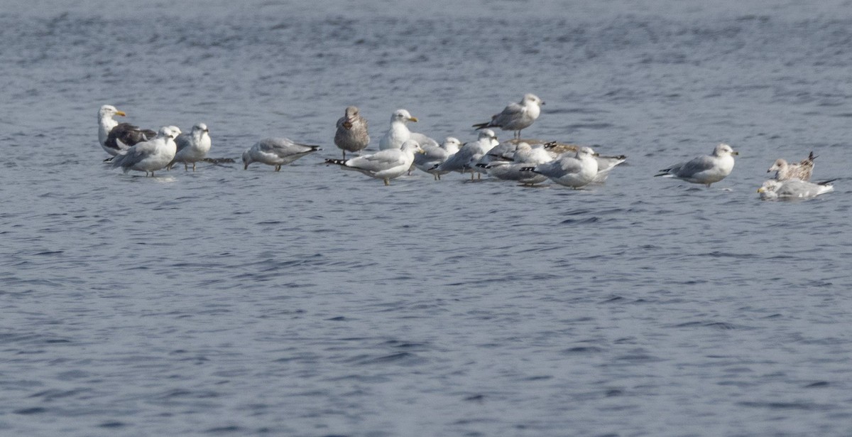 Lesser Black-backed Gull - ML609559684