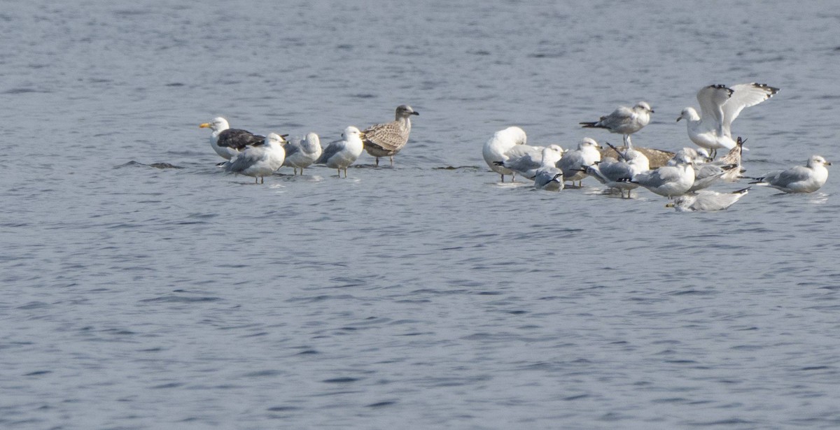 Lesser Black-backed Gull - ML609559686