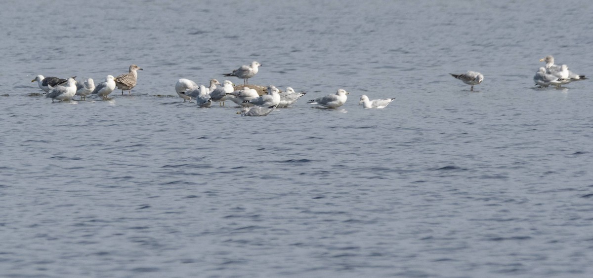 Lesser Black-backed Gull - ML609559687