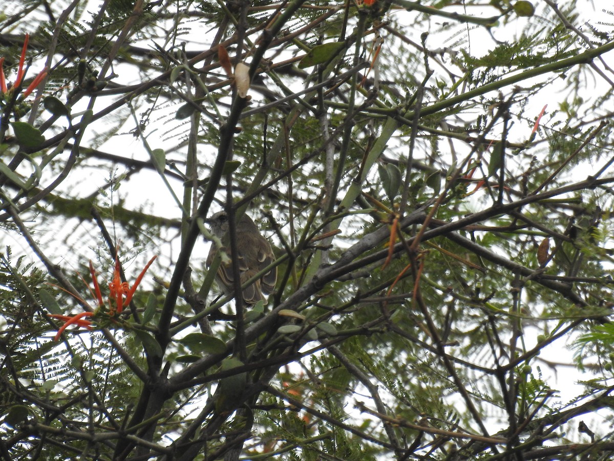 Tumbes Tyrannulet - Roger Barboza Castro