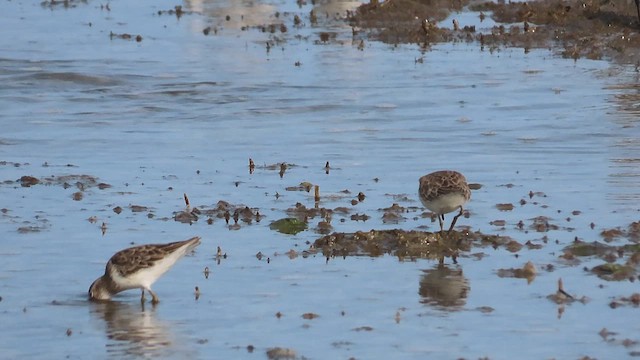 Least Sandpiper - ML609559755