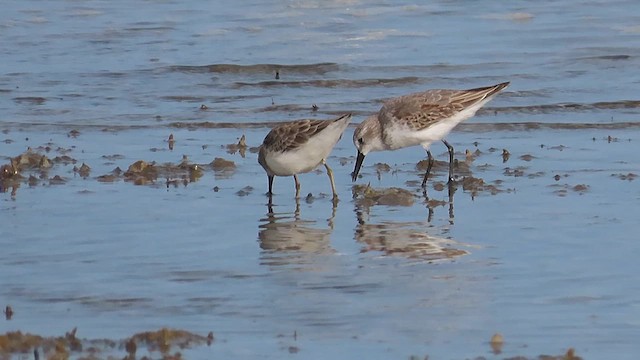 Least Sandpiper - ML609559766