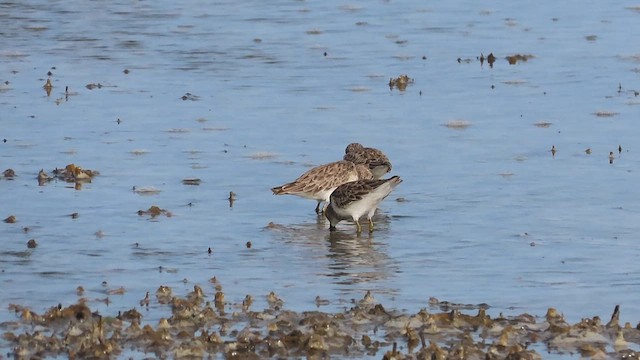 Least Sandpiper - ML609559774