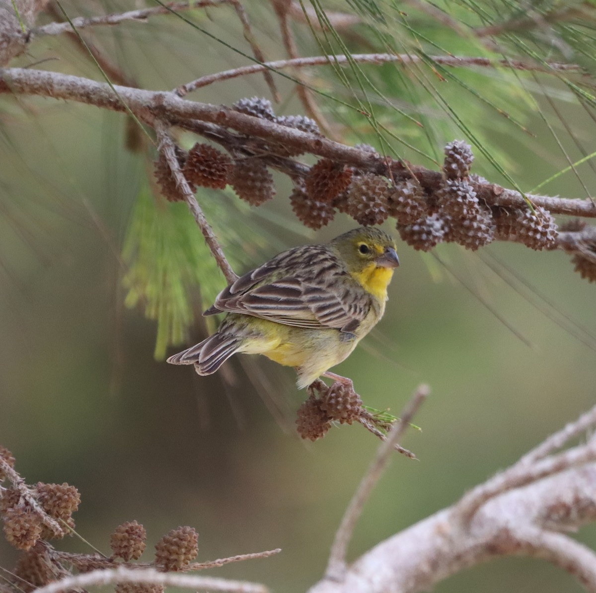 Grassland Yellow-Finch - ML609559813