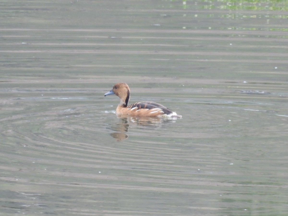 Fulvous Whistling-Duck - ML609559855