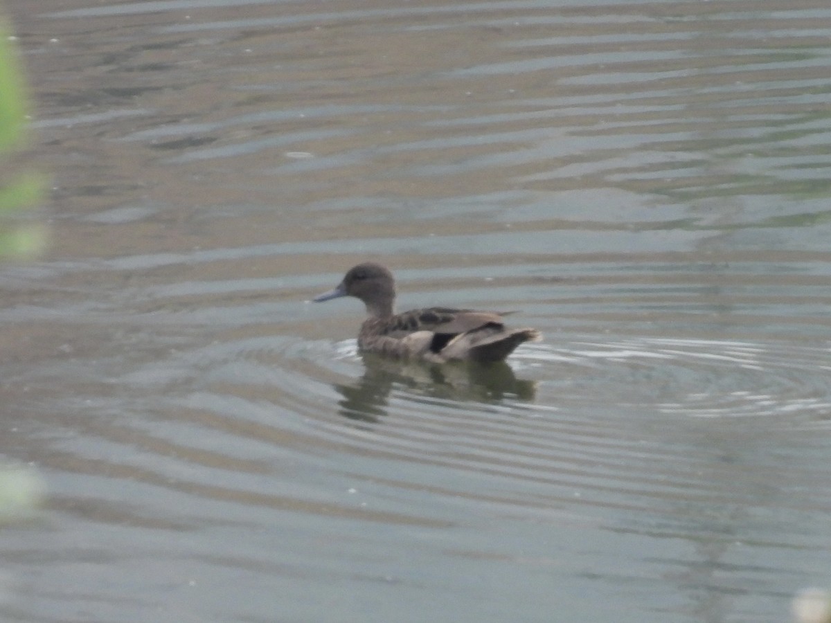 Andean Teal - ML609559860