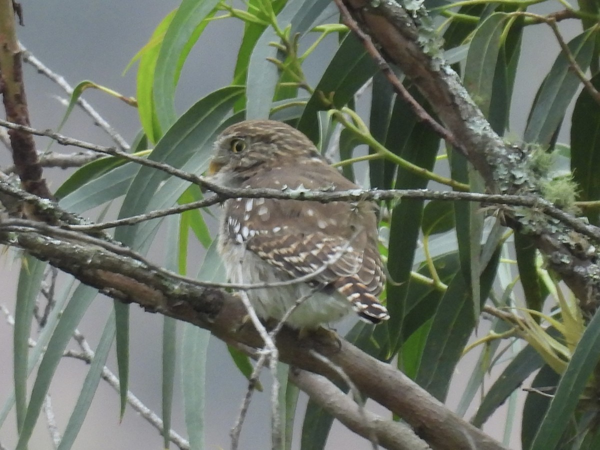 Peruvian Pygmy-Owl - ML609559869