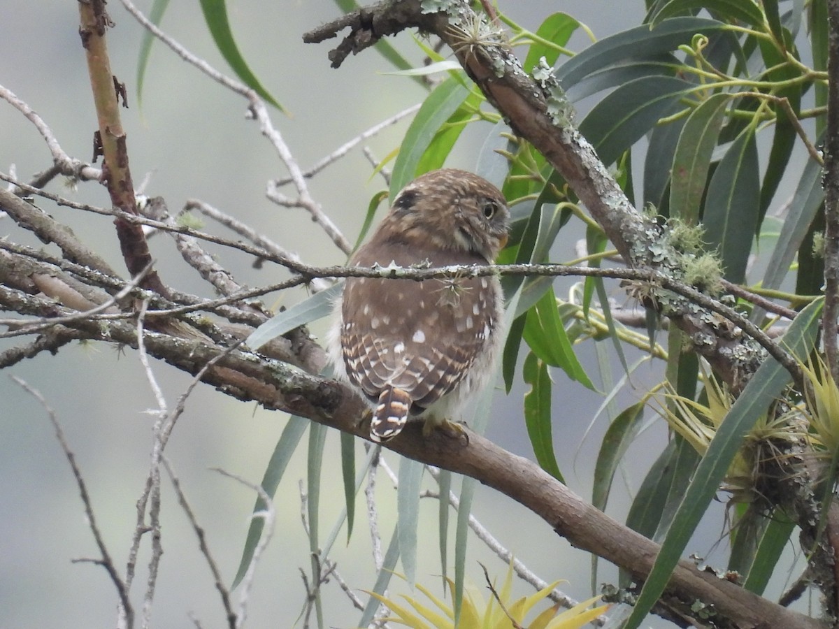 Peruvian Pygmy-Owl - ML609559870