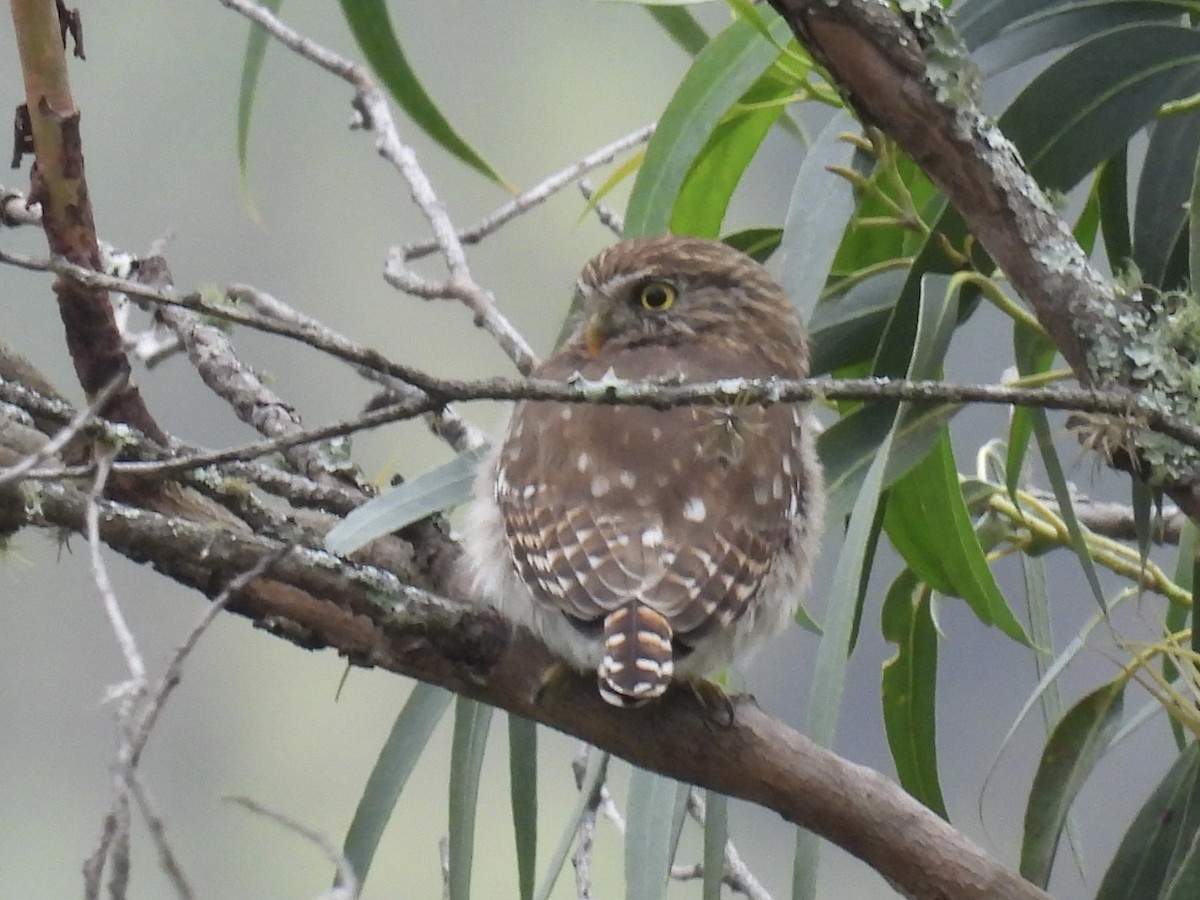 Peruvian Pygmy-Owl - ML609559871