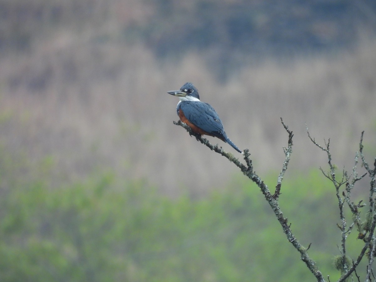 Ringed Kingfisher - ML609559880