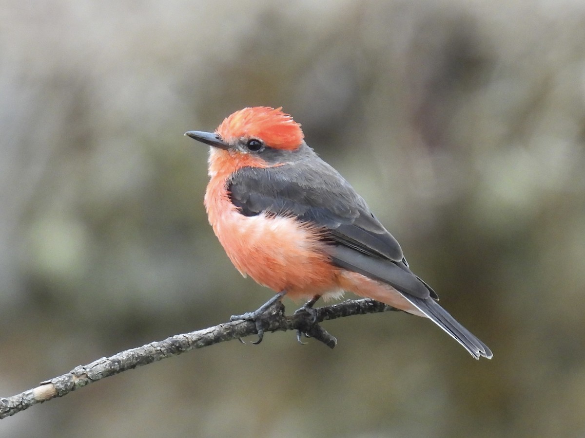 Vermilion Flycatcher - ML609559926