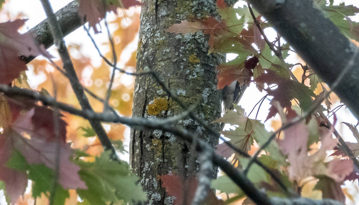 Brown Creeper - ML609560013