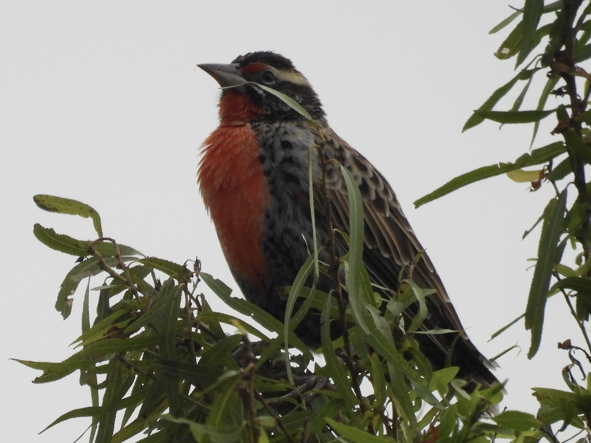 Peruvian Meadowlark - ML609560040