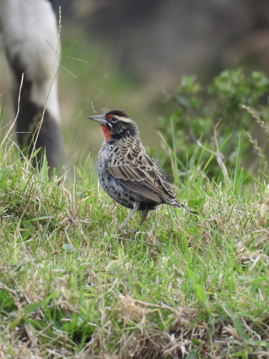 Peruvian Meadowlark - ML609560041