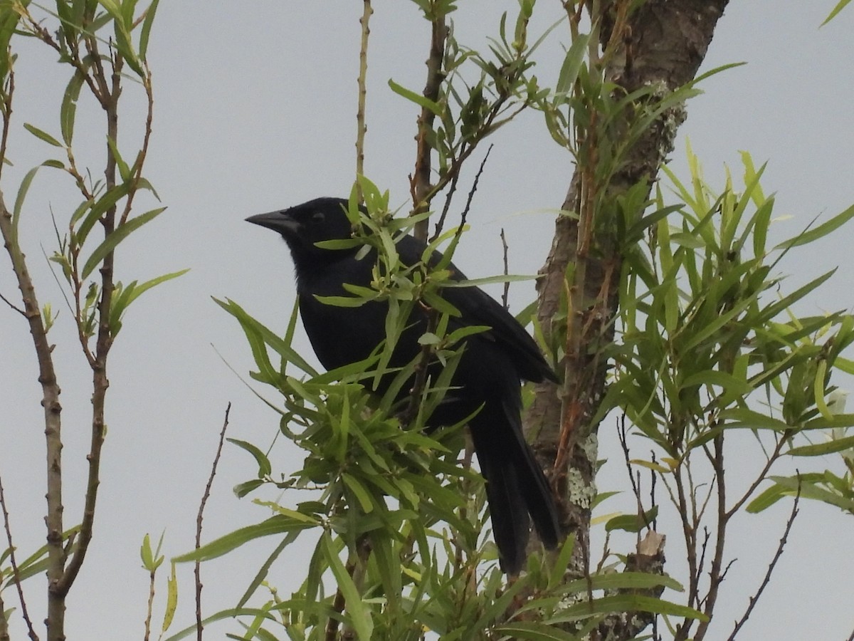 Scrub Blackbird - Jay Breidt