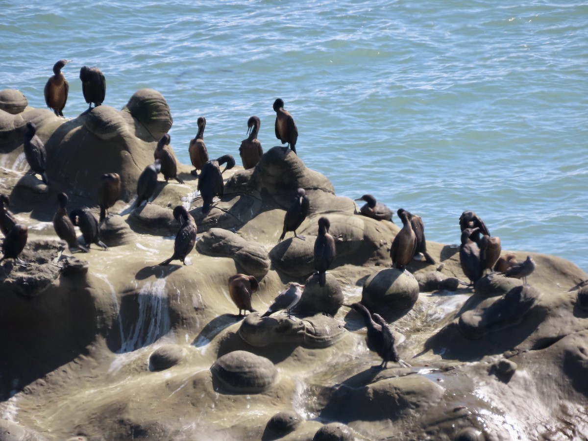 Brandt's Cormorant - George Chrisman