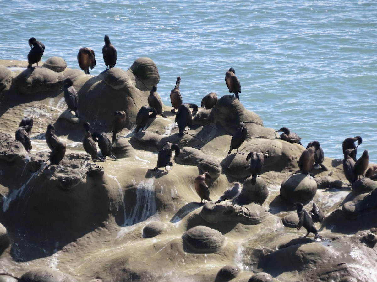 Brandt's Cormorant - George Chrisman